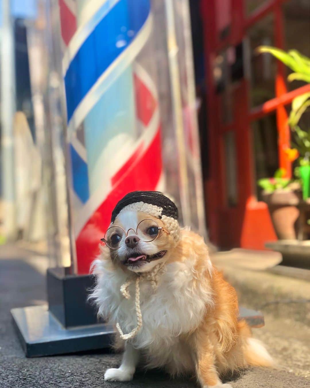 のインスタグラム：「朝焼けと社長と床屋✂︎ ・ ・ ・ #スッキリしたでしゅ #💈」