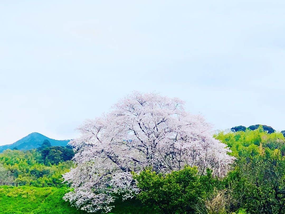 篠原信一さんのインスタグラム写真 - (篠原信一Instagram)「今日は寒いなぁ。朝散歩🌸🚶‍♂️🐕🐶💨 #朝散歩 #さくら #桜」4月5日 8時02分 - s.shinohara_life