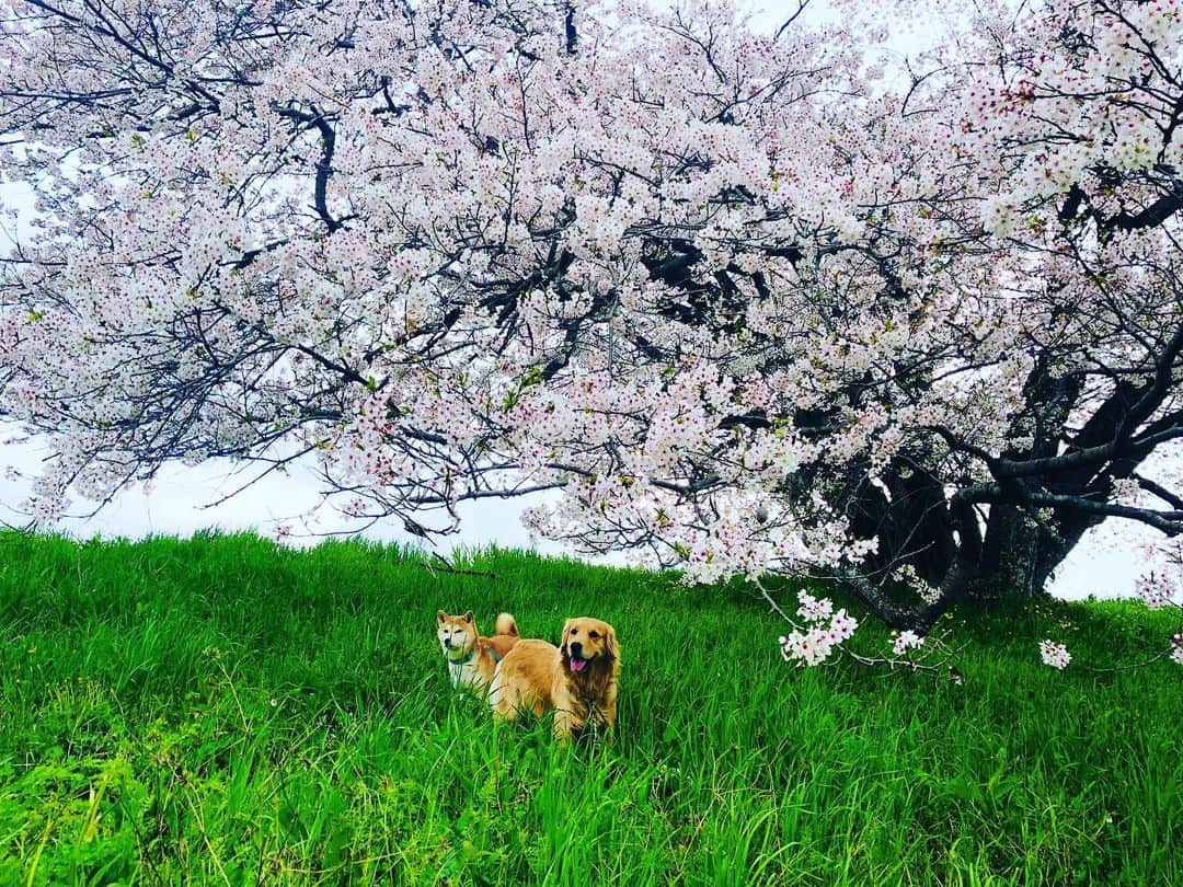 篠原信一さんのインスタグラム写真 - (篠原信一Instagram)「今日は寒いなぁ。朝散歩🌸🚶‍♂️🐕🐶💨 #朝散歩 #さくら #桜」4月5日 8時02分 - s.shinohara_life