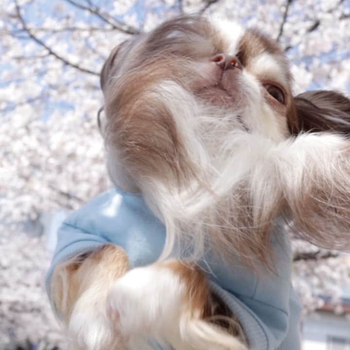 kayoのインスタグラム：「* * 風がビューーンって吹くと ボーボーな胸毛がお顔に。。。 🤣🤣🤣 * * らいちん 久しぶりに少し泳いだよ😂 * * お散歩途中の桜並木🌸 満開でとてもキレかった☺️ * * 今年はお花見ができないけど 少しでも桜が見れてよかった😊💕 * * Lychee💗🌸 * * #桜 #chihuahua#chihuahualove#dogstgram#dog#instadog#チワワ#チワワ大好き * *」
