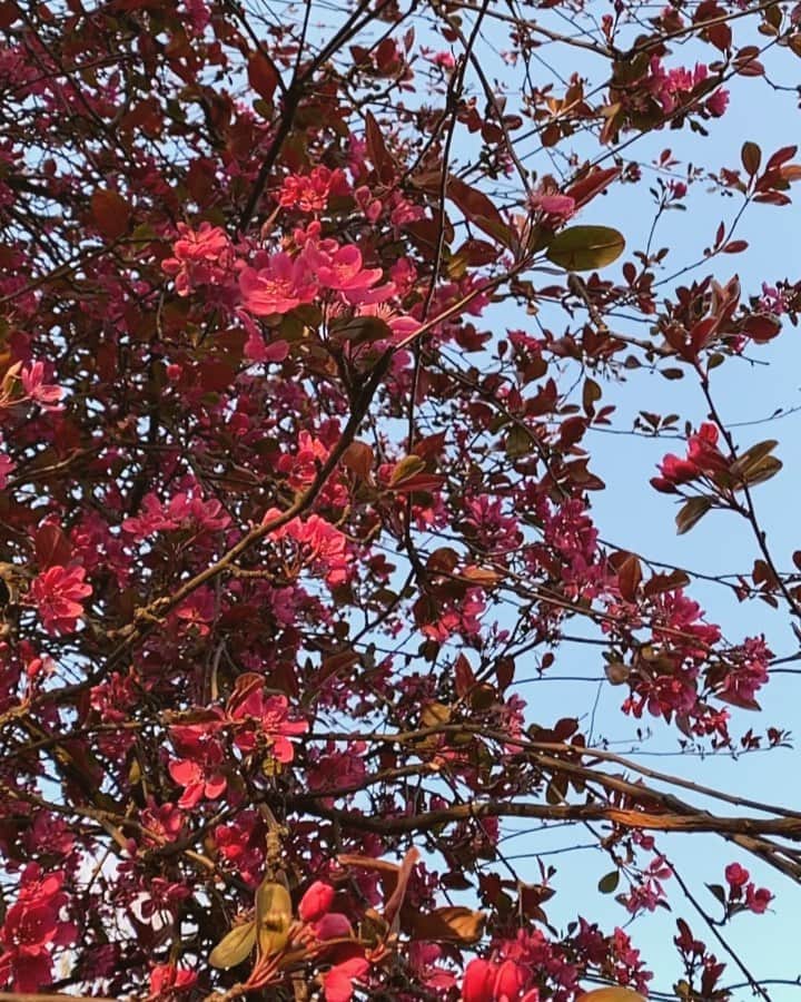 Amelia Zadroのインスタグラム：「Little meditations ✨」