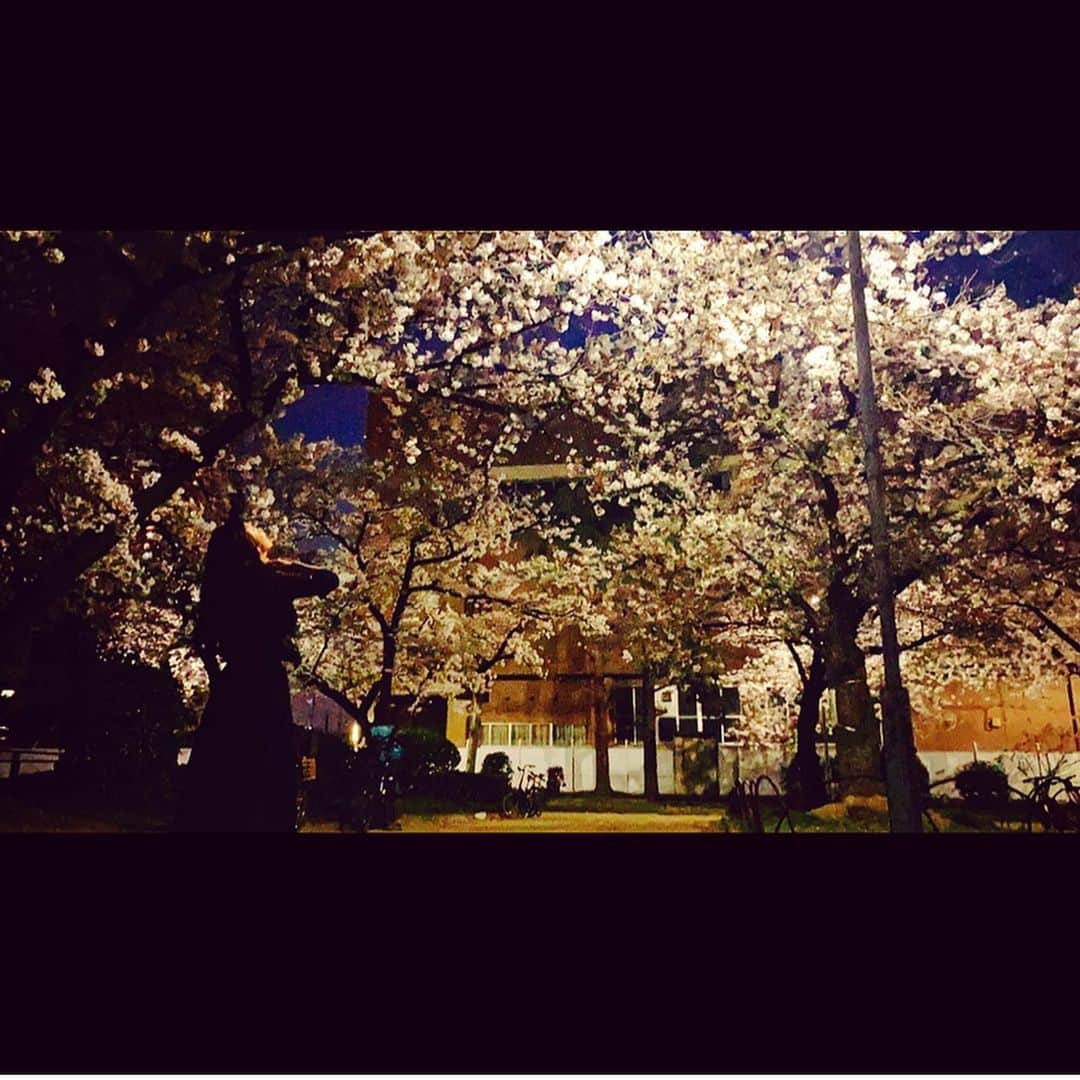 さきえさんのインスタグラム写真 - (さきえInstagram)「諸々full。 . . . #土佐稲荷神社 #西区 #cherryblossom #桜 #sunset #日の暮れ #夕暮れ #loveandpeace #nature #寺社仏閣 #photooftheday #nature #仕事帰り #ご近所物語 #magichour」4月5日 0時03分 - sakie110