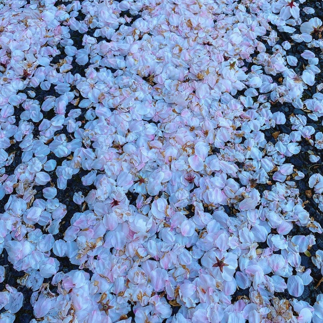 松藤あつこさんのインスタグラム写真 - (松藤あつこInstagram)「家の前で気晴らし…♡ 大きな桜の木二本に囲まれて、春を感じられます🌸  桜吹雪に包まれて、しばし外遊び。  ま、これが、、数日後…我が家のまわり大変なことになるんですが🤣　 #桜　#散り始め  #散った桜 #桜道 #タイルにへばりつく #後始末 #気晴らし #コロナに負けるな #私達は元気です  #本当だったら入学式 #爪切りました」4月5日 0時16分 - atsukomatsufuji