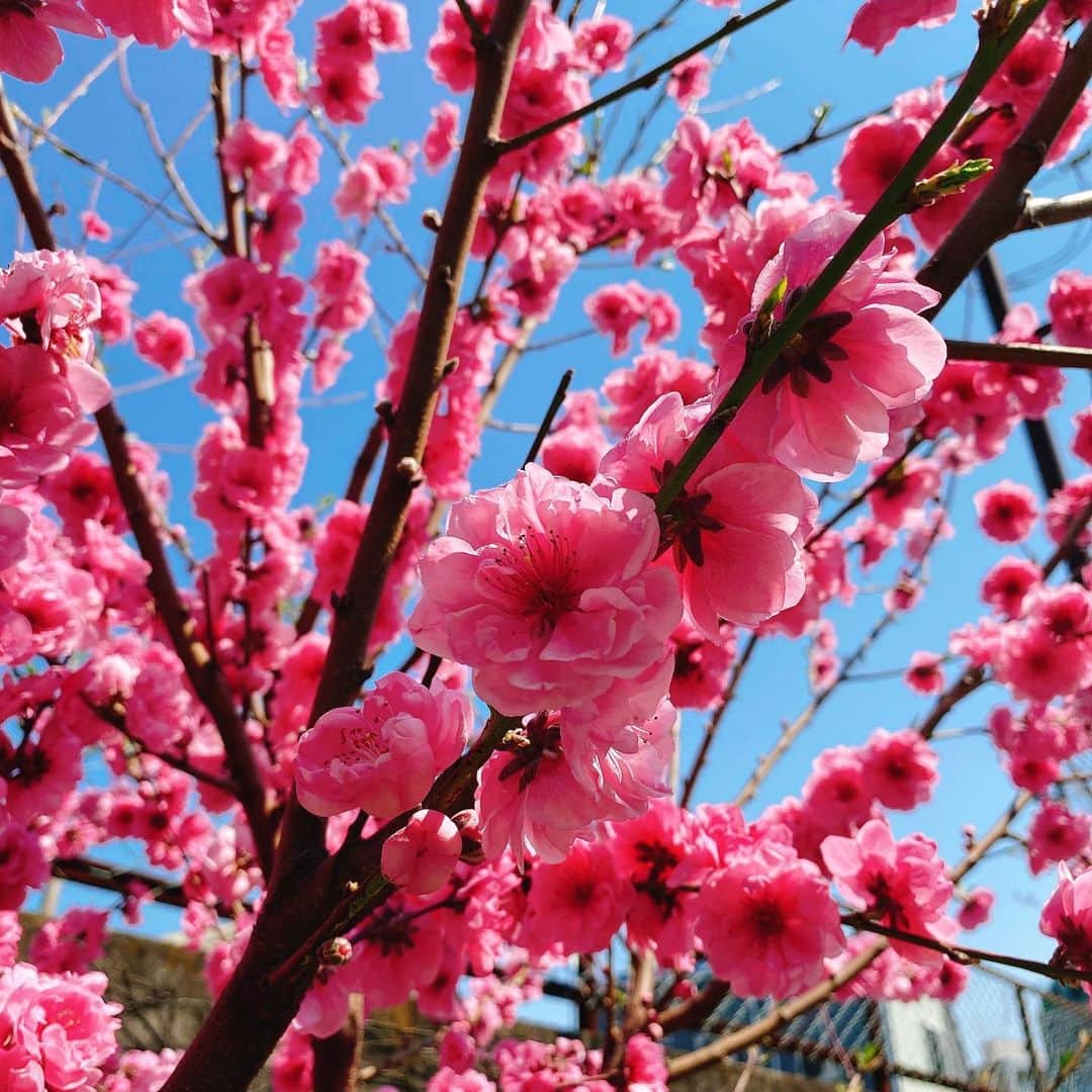 松藤あつこさんのインスタグラム写真 - (松藤あつこInstagram)「家の前で気晴らし…♡ 大きな桜の木二本に囲まれて、春を感じられます🌸  桜吹雪に包まれて、しばし外遊び。  ま、これが、、数日後…我が家のまわり大変なことになるんですが🤣　 #桜　#散り始め  #散った桜 #桜道 #タイルにへばりつく #後始末 #気晴らし #コロナに負けるな #私達は元気です  #本当だったら入学式 #爪切りました」4月5日 0時16分 - atsukomatsufuji