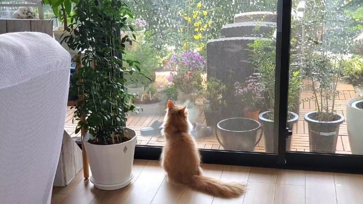 Rachel & Junのインスタグラム：「Nagi watching our balcony garden.」