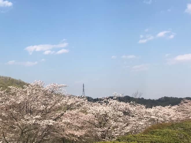 のインスタグラム：「桜も終わりかな。  2020.04.04 母の命日。」