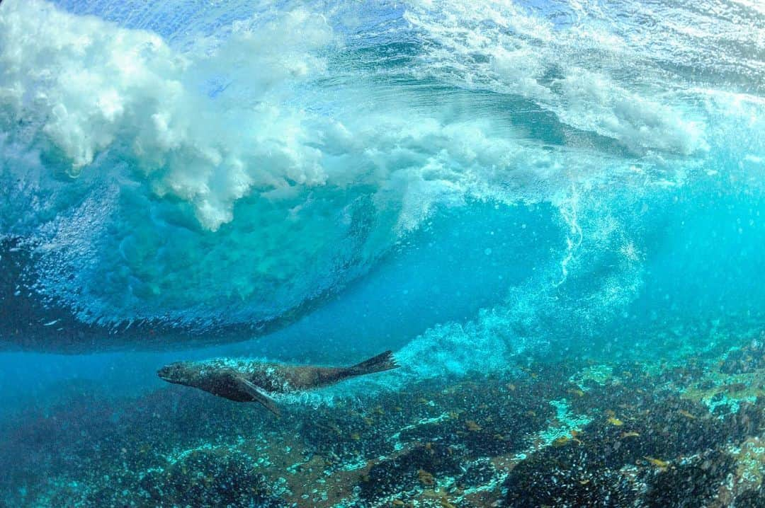 Thomas Peschakさんのインスタグラム写真 - (Thomas PeschakInstagram)「These are two never before published images made on a unforgettable day in December 2012. Years of thinking, scheming and and planning finally came together and in near perfect conditions I photographed Cape Fur Seals surfing underwater. Shot on assignment for @NatGeo with @animal_ocean #capetown #southafrica #surfing #waves #surf」4月5日 1時25分 - thomaspeschak