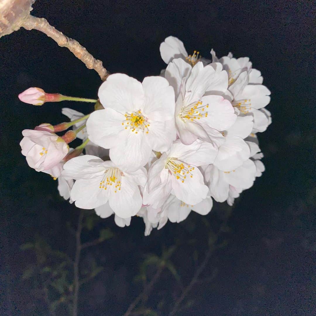 浅香圭（コラゾン）さんのインスタグラム写真 - (浅香圭（コラゾン）Instagram)「桜  #桜」4月5日 2時59分 - keiasaka