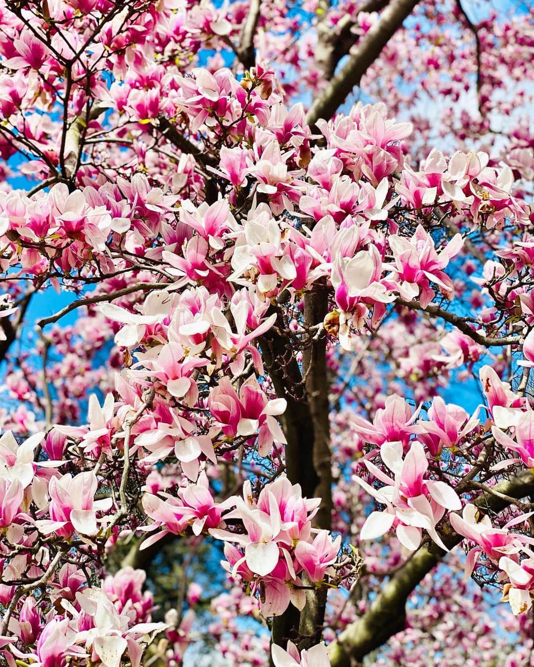 ヨハネス・ヒューブルさんのインスタグラム写真 - (ヨハネス・ヒューブルInstagram)「spring blossoms for you 🌸- #isolation #keepYourDistance #loveNYC #stayStrong」4月5日 3時10分 - johanneshuebl
