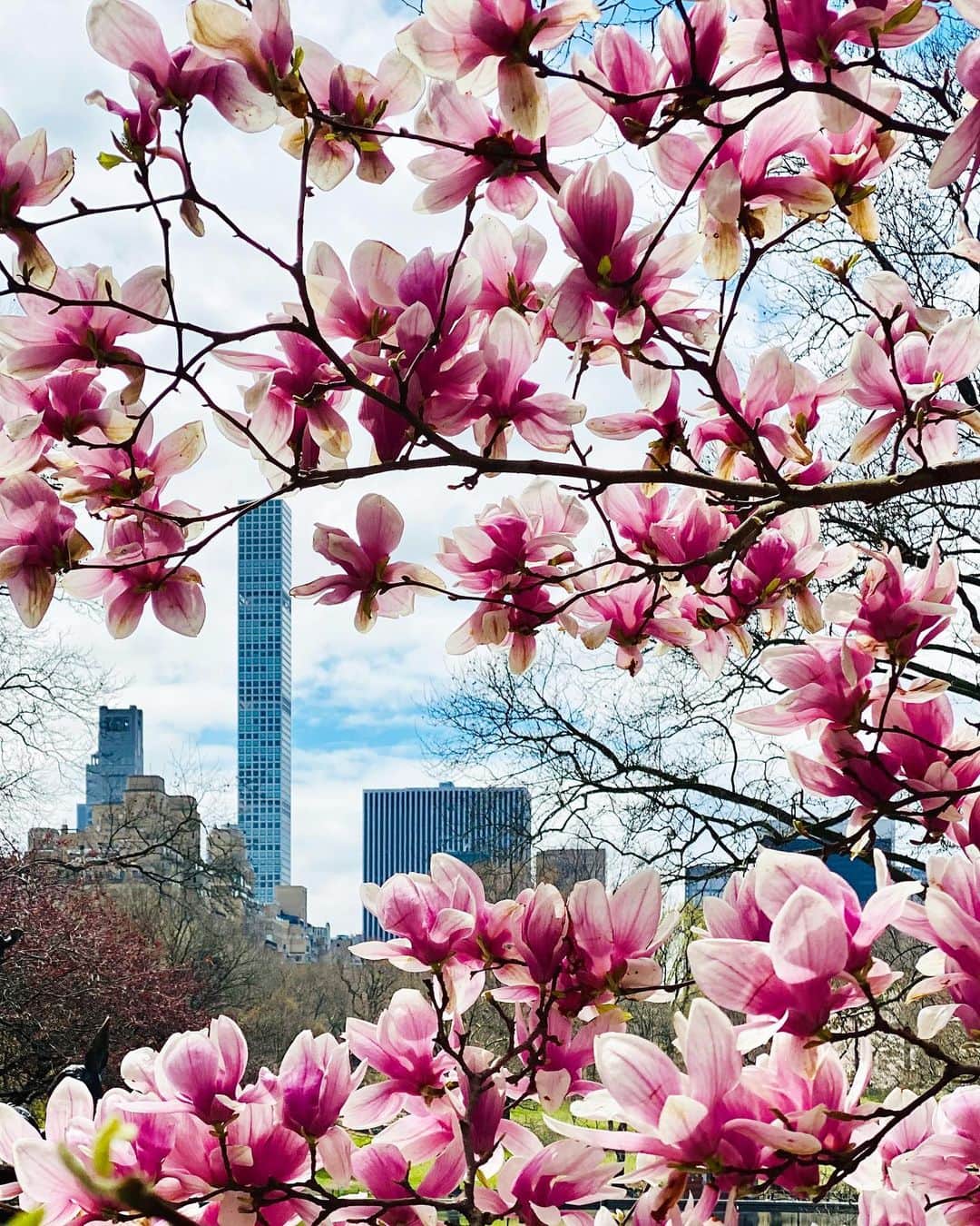 ヨハネス・ヒューブルさんのインスタグラム写真 - (ヨハネス・ヒューブルInstagram)「spring blossoms for you 🌸- #isolation #keepYourDistance #loveNYC #stayStrong」4月5日 3時10分 - johanneshuebl