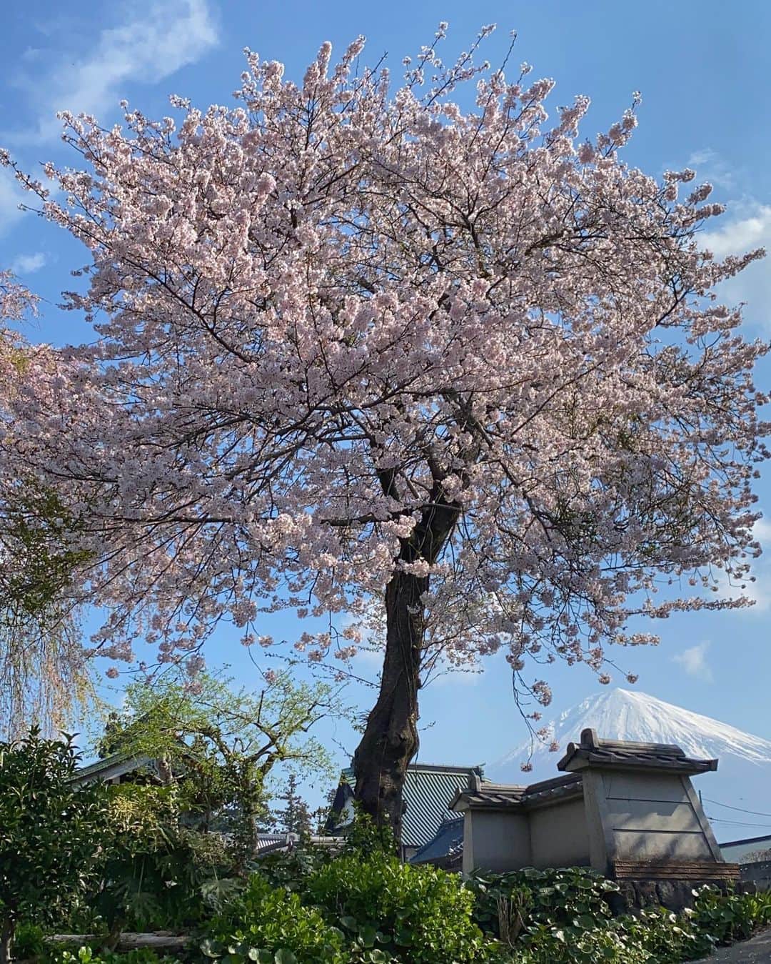 phantastic420のインスタグラム：「. 🤩🤩“Shizuoka” prefecture in Japan is a place where you can see the most “phantastic” Mt. Fuji🗻 in the world.🤩 #富士山 #mtfuji #japan #shizuoka #fujinomiya  #phantastic420photography #mostphantasticmtfuji #selamatpagi  #goodmorning  #おはようございます 😇😇😇😇😇😇😇🗻😇😇😇😇」