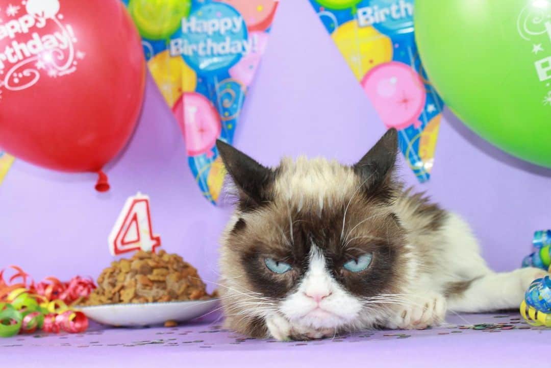 Grumpy Catさんのインスタグラム写真 - (Grumpy CatInstagram)「#HappyBirthdayGrumpyCat #GrumpyCatForever」4月5日 4時23分 - realgrumpycat