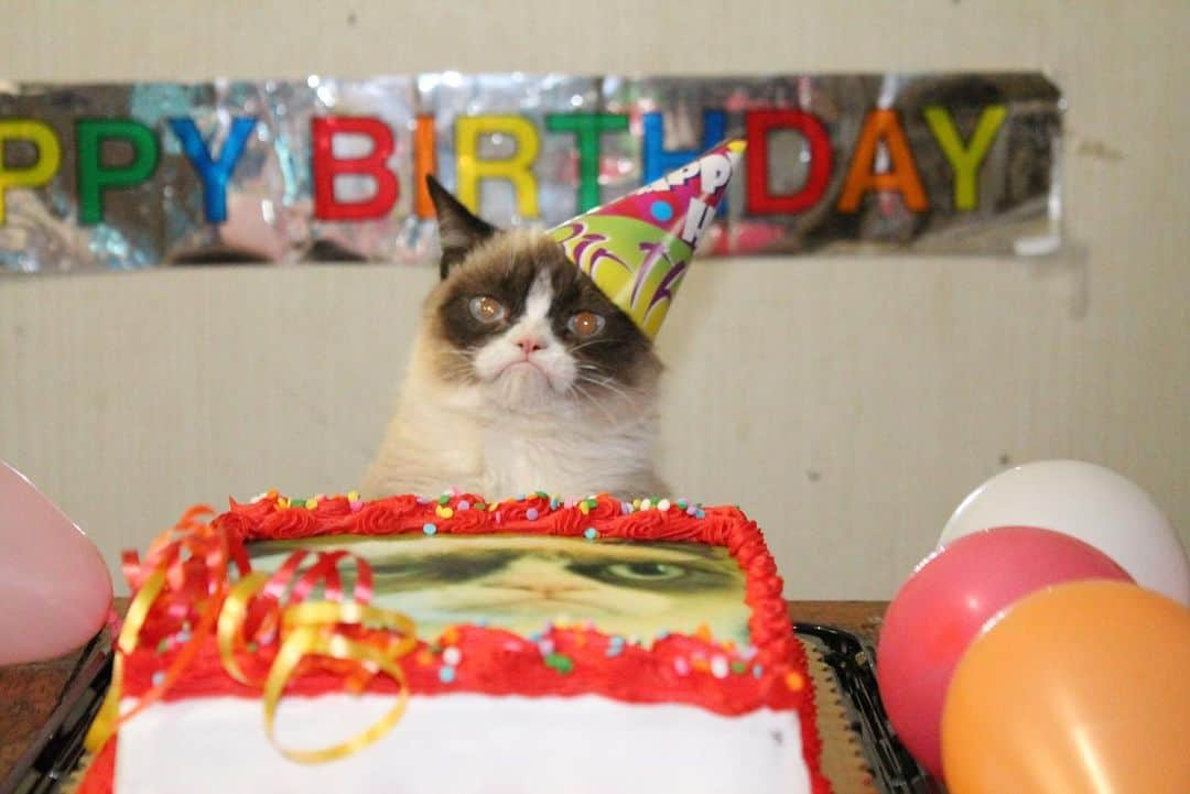 Grumpy Catさんのインスタグラム写真 - (Grumpy CatInstagram)「#HappyBirthdayGrumpyCat #GrumpyCatForever」4月5日 4時23分 - realgrumpycat