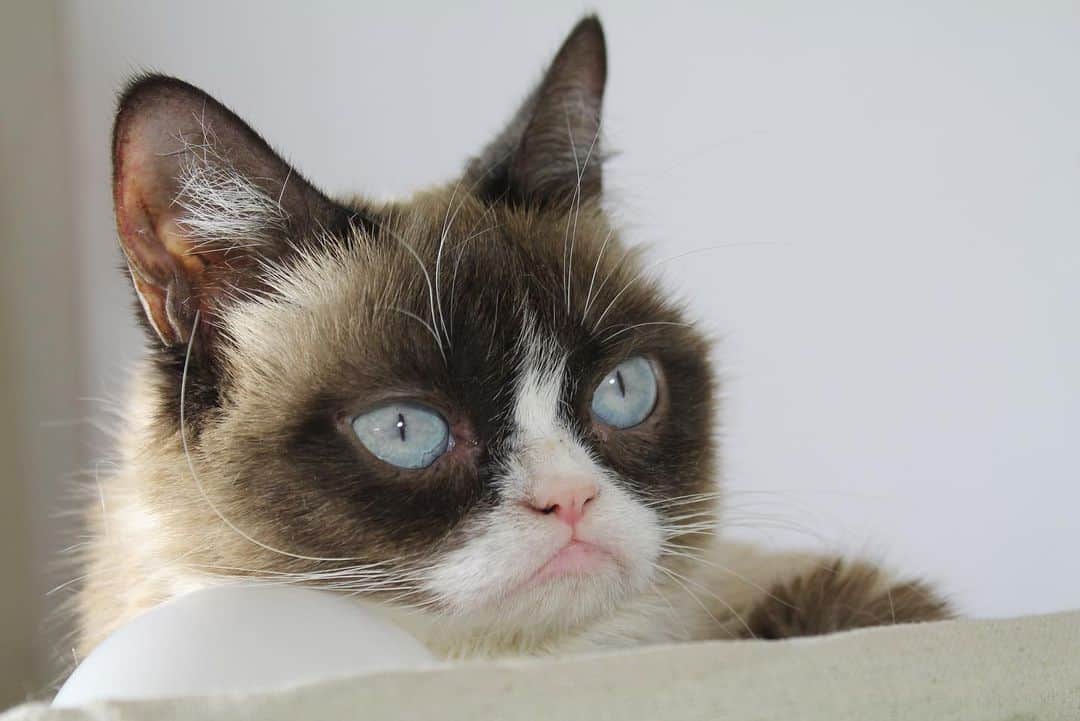 Grumpy Catさんのインスタグラム写真 - (Grumpy CatInstagram)「#HappyBirthdayGrumpyCat #GrumpyCatForever」4月5日 4時23分 - realgrumpycat