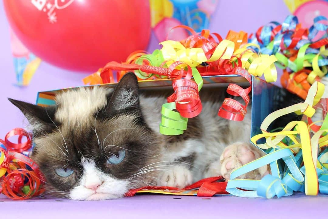 Grumpy Catさんのインスタグラム写真 - (Grumpy CatInstagram)「#HappyBirthdayGrumpyCat #GrumpyCatForever」4月5日 4時23分 - realgrumpycat