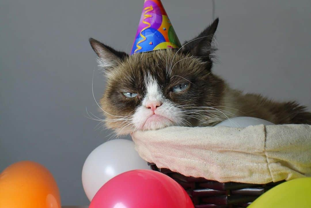 Grumpy Catさんのインスタグラム写真 - (Grumpy CatInstagram)「#HappyBirthdayGrumpyCat #GrumpyCatForever」4月5日 4時23分 - realgrumpycat