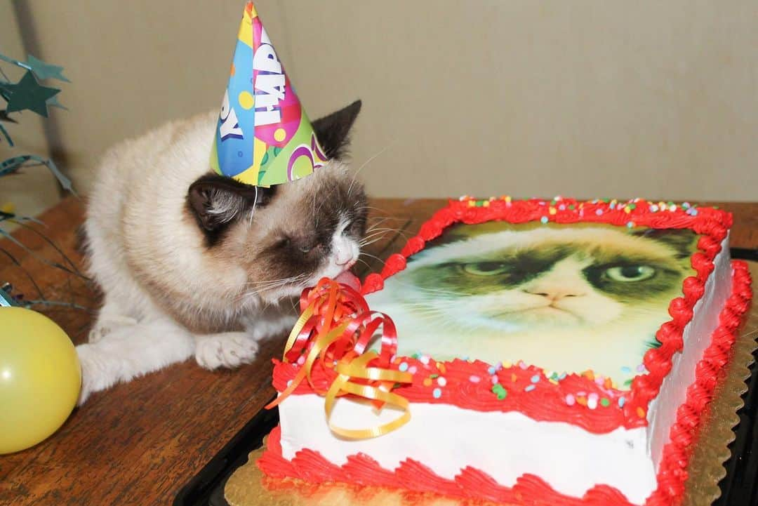 Grumpy Catさんのインスタグラム写真 - (Grumpy CatInstagram)「#HappyBirthdayGrumpyCat #GrumpyCatForever」4月5日 4時23分 - realgrumpycat