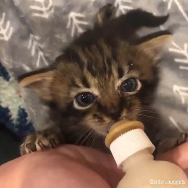 OUR FAVORITE CATSのインスタグラム：「Tag your friend 😊😊 From:@kitten.nuggets」