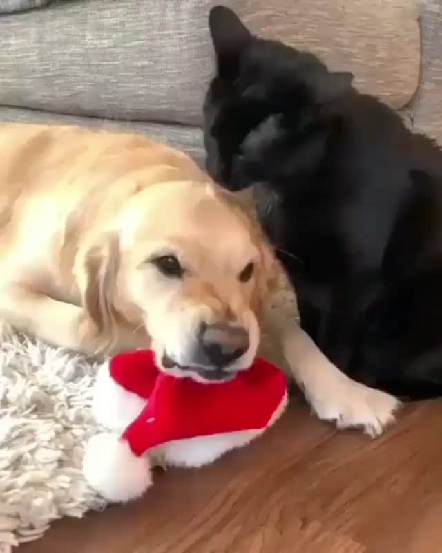 OUR FAVORITE CATSのインスタグラム：「Don't lick me cat😊😊 From:@lifeofdaisythegolden」