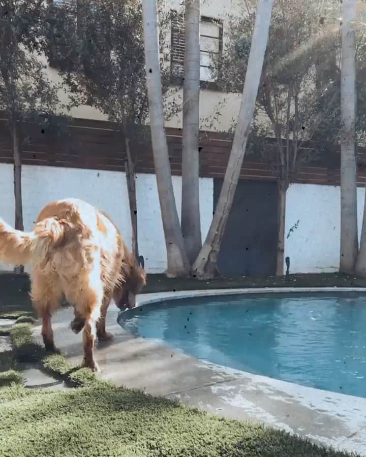 Kristin Essのインスタグラム：「He’s discovered the watering hole. Also noteworthy: his bubble blowing.」