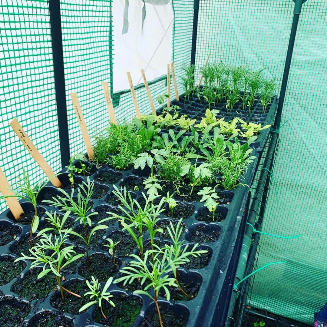 OLIVIAのインスタグラム：「I love going to my green house and watching my seedings grow. Being in here makes time move slower, it’s such a happy place to be. 🥰💚🌱🥰💚🌱🥰💚🌱🥰💚🌱🥰💚」