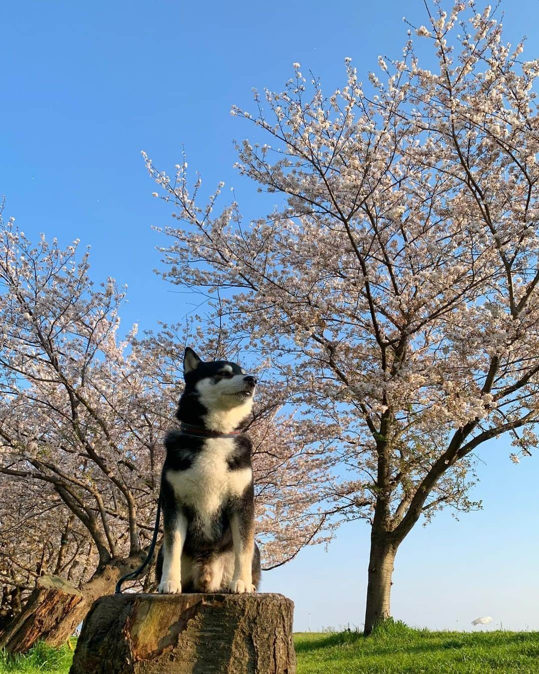 くろさんのインスタグラム写真 - (くろInstagram)「#🌸🐕 #切りか部 #きりか部 #きりかぶ #切り株 #近所の桜 #近所のソメイヨシノ #柴犬と桜 #日本犬と桜 #わんこと桜 #ソメイヨシノ #cherryblossom #kuroshiba #blackshiba #shibainu #shibastagram #instadog #dogstagram #柴犬 #黒柴 #日本犬 #柴犬部 #柴犬のいる暮らし #柴犬のいる生活 #柴犬と一緒 #わんこのいる暮らし #わんこのいる生活 #わんこと一緒 #わんダフォ #わんだふるJapan」4月5日 5時05分 - m6bmw