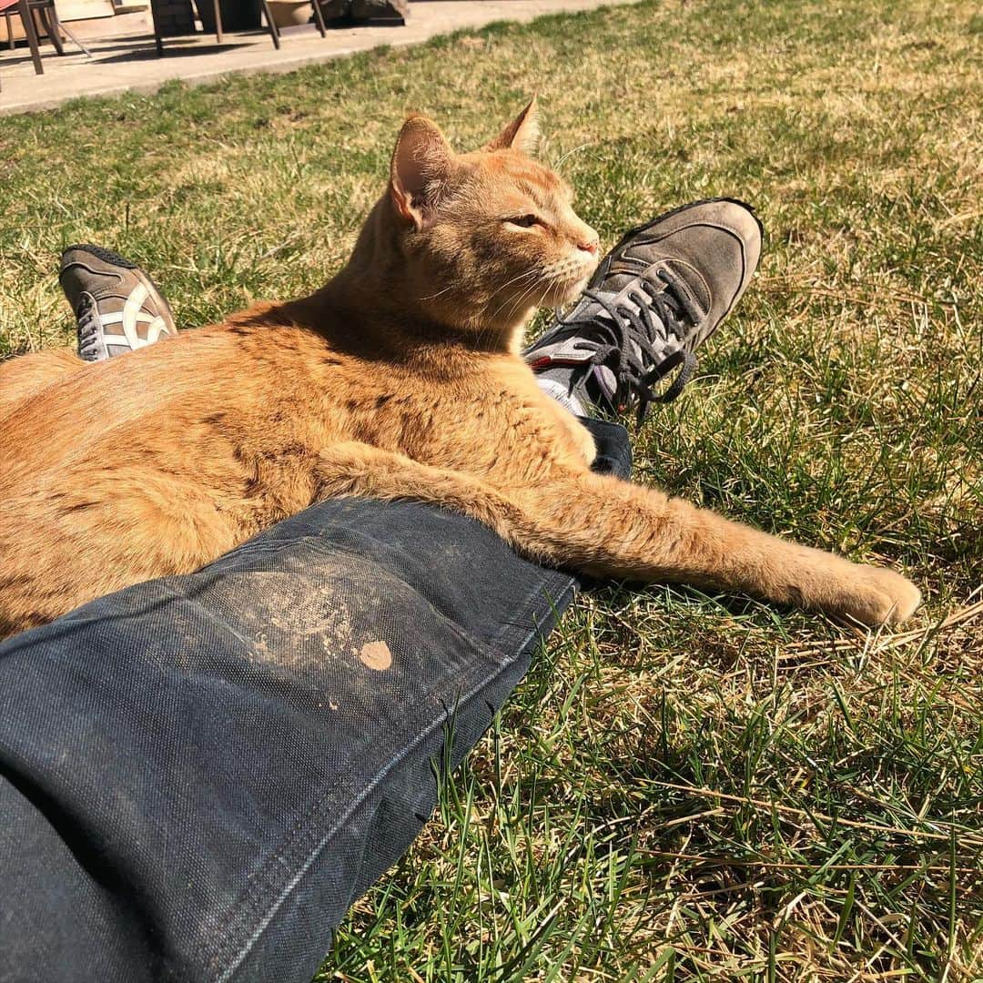 Snorri Sturlusonさんのインスタグラム写真 - (Snorri SturlusonInstagram)「WOW THATS A GOOD LOOKING CAT」4月5日 6時01分 - snorrithecat