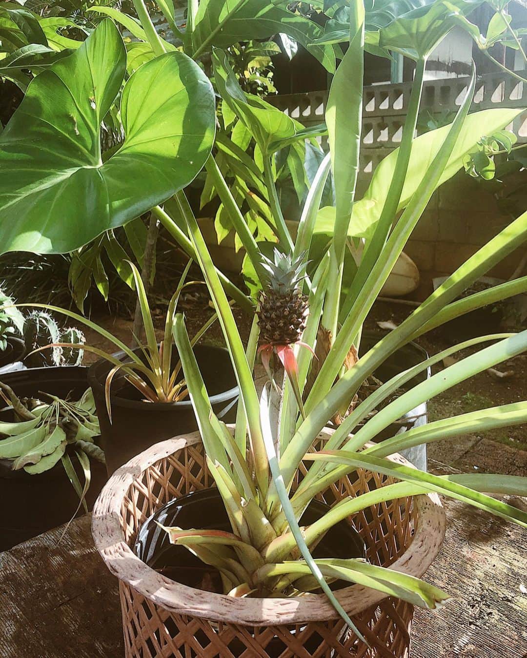 Tamikoのインスタグラム：「more life 🌈🍍🌱」