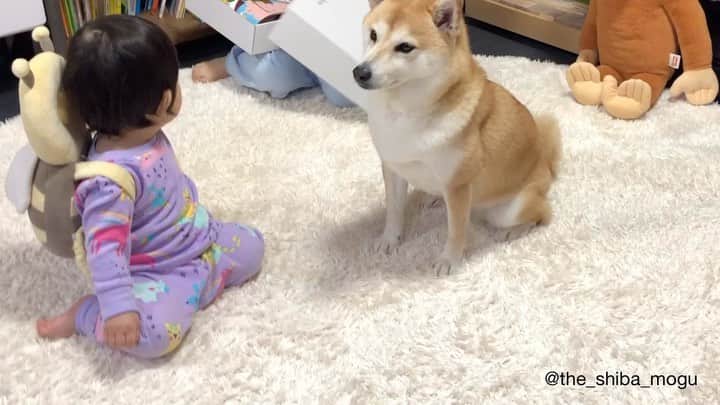Moguのインスタグラム：「. 前のガラスの靴といい、子分①は靴を見ると履かずにはいられないらしいなの。 #なんとベビ子分にうけている #今回の靴は上履き #毎度恒例pecobox開封の儀 #pecobox @pecobox_official 👧Wow! Look. Taddd. Owl. Look. Tadaa. Shoes. Shoes! Shoes!! Those are shoes! I put on shoes♪ Shoes♪ Shoes♪ Shoes♪ . @the_shiba_mogu  #柴犬 #shibainu #shiba#赤柴 #redshiba#犬 #dog#しばいぬ#nannydog#犬と子供#子供と犬#柴犬と子供#柴#赤ちゃんと犬#犬と赤ちゃん#柴犬と赤ちゃん#赤ちゃんと柴犬#柴犬のいる暮らし#子守犬」