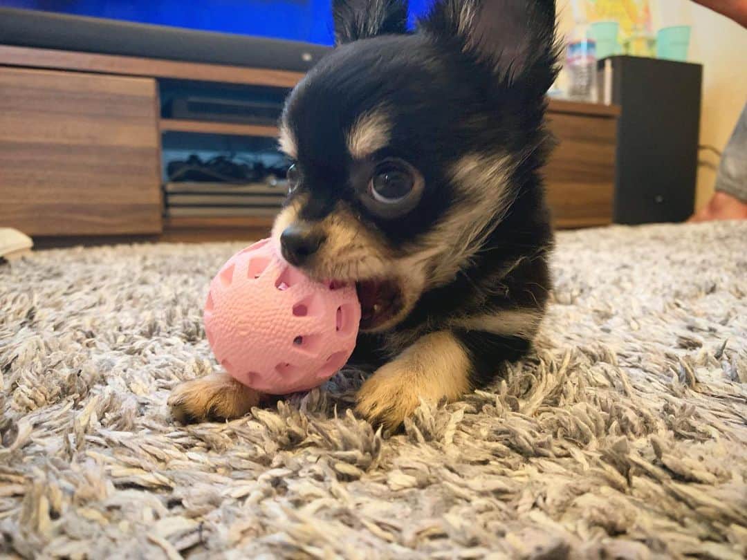 のインスタグラム：「#羽都歩 #KOTSUBU #chiwawa #チワワ #STAYHOME #お隣の家族」