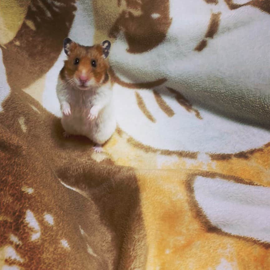 松本浩代さんのインスタグラム写真 - (松本浩代Instagram)「I'm BOMB!!! #hamster #pet #same #color #cute #healing」4月5日 17時03分 - hiroyo.destroy.matsumoto