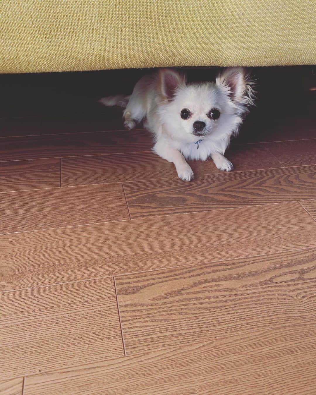 のインスタグラム：「なに？ ・ ・ ・ #stayhome  #味岡ちえり #bongo #chabin #cobin #犬好き #dogs🐶  #ブラタンチワワ #チワワ #ロングコート #ブラックタン #クリームホワイト #セーブルホワイト #多頭飼いチワワ  #chihuahua  #dogstagram  #犬がいる暮らし #犬がいないと生きていけない  #多頭飼い」