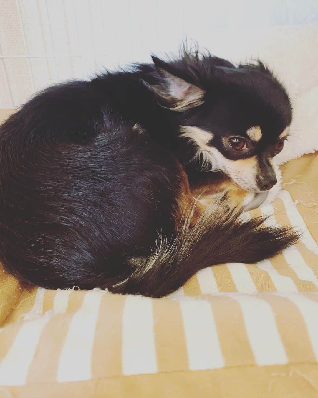 のインスタグラム：「だからなによ？ ・ ・ ・ みんな大人しくstayhome ・ ・ ・ #stayhome  #味岡ちえり #bongo #chabin #cobin #犬好き #dogs🐶  #ブラタンチワワ #チワワ #ロングコート #ブラックタン #クリームホワイト #セーブルホワイト #多頭飼いチワワ  #chihuahua  #dogstagram  #犬がいる暮らし #犬がいないと生きていけない  #多頭飼い」