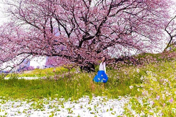 吉山りささんのインスタグラム写真 - (吉山りさInstagram)「大きな桜とハイポーズ🌸 ✨ ✨ 🌸 ✨ ✨  #吉山りさ #フリーモデル #me #instagood #instalike  #instapic  #アラフォーママ #モデル #写真 #instamodel #model #Japanese #40代 #happy #温泉 #温泉ソムリエ #お酒 #温泉モデル #温泉女子 #🌸 #ポートレート  #カメラマン さん🙇🏻‍♀️ #撮影モデル #個撮 #個人撮影  #camera #portrait #photography  #写真でお花見 してね🌸 #コロナにも負けない ！！ 💪(´･_･`💪)」4月5日 17時49分 - oreorerisa