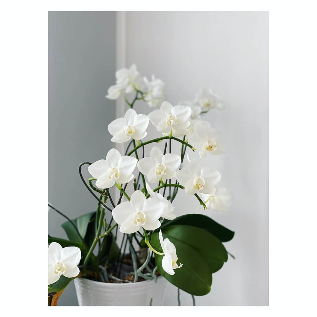 望月理恵さんのインスタグラム写真 - (望月理恵Instagram)「1月に咲き始め、 2月に全咲きした胡蝶蘭。  まだ生き生きと美しく咲いてます。 私も努力するから長生きしてね。」4月5日 8時56分 - mochiee28