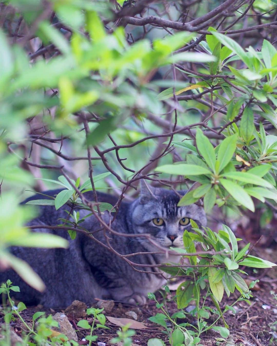 AO のインスタグラム：「🐈 目合った #猫#cat#olympus#olympuspen」