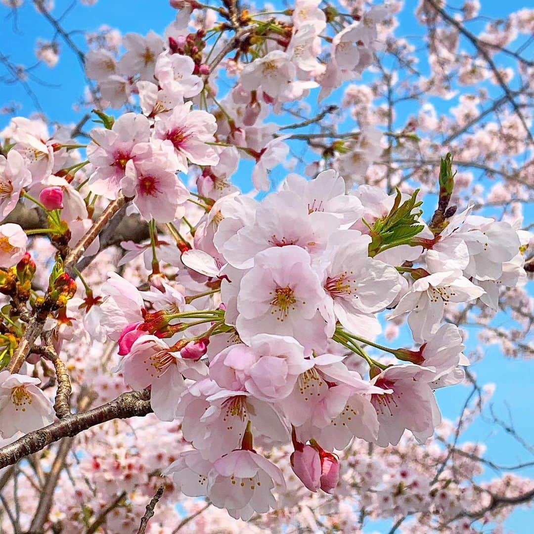 伊豫部健さんのインスタグラム写真 - (伊豫部健Instagram)「コロナ感染拡大を防ぐ為に、外出禁止、自宅待機、営業停止の選択をされ、努力してる方々へ春を届けたい🌸 いつの日かこんな素敵な景色を、なんの不安もなく外に出て笑って見れますように！  また、コロナ感染のリスクと重々に理解された上で戦い、働き続けなきゃならない環境の方々へ！ ホントにホントに毎日ご苦労様です。 くれぐれも予防対策をしっかり、お気をつけて‼️ 全てが正しいと言え、全てが間違えてるかもしれない今回のコロナ問題、今置かれた環境の中で全力で頑張りましょう！  桜🌸は全開に咲いてます🤞」4月5日 9時09分 - ken_iyobe