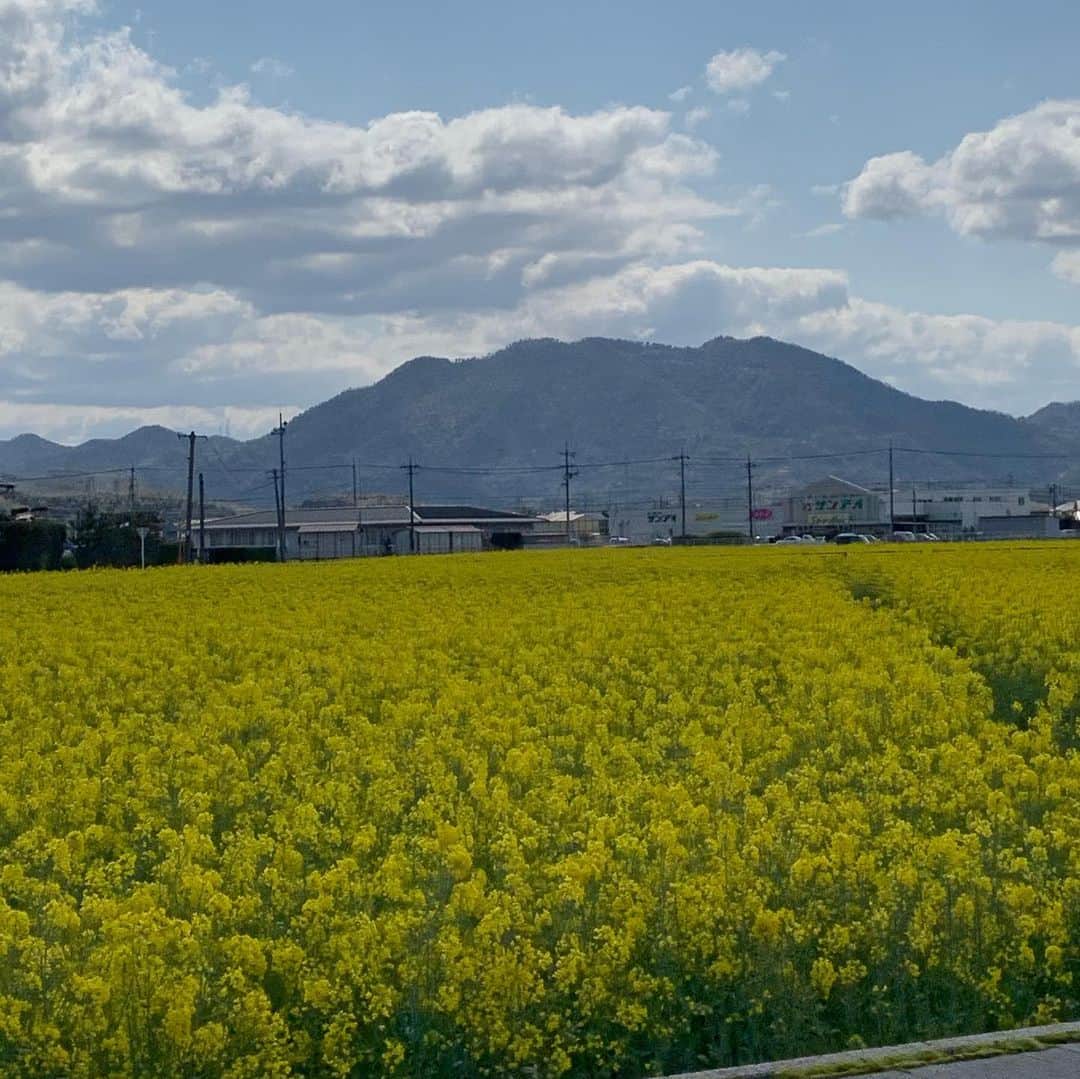 u-meK00000000 YUMIKO HORIKIRI ZUMBA さんのインスタグラム写真 - (u-meK00000000 YUMIKO HORIKIRI ZUMBA Instagram)「黄色い絨毯 菜の花畑 ・ そしてこのあと、大きな白いワンちゃんを散歩させてる人がいるなーと眺めてたら、山羊🐐のお散歩🤭でびっくりしたっ‼️ ・ ・ #キレイな景色 #田舎の風景 #癒し #島根 #なのはなばたけ」4月5日 9時54分 - yumikohorikiri