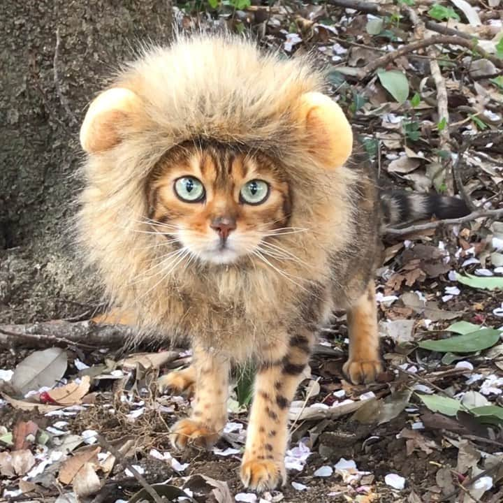 なつこのインスタグラム：「久しぶりのなつこライオン🦁 ガオ〜😹 ・  #なつこ #なっちゃん #なつこさん  #ペコねこ部 #みんねこ #ねこら部 #picneko #猫と暮らす #猫のいる暮らし #instacat #catstagram #catlife #catlover #catoftheday #ilovecat #topcatphoto #catsofinstagram #bestmeow #ねこ部 #ふわもこ部 #にゃんだふるらいふ #にゃんすたぐらむ #ねこすたぐらむ #散歩猫 #hikingcat #AdventureCats」