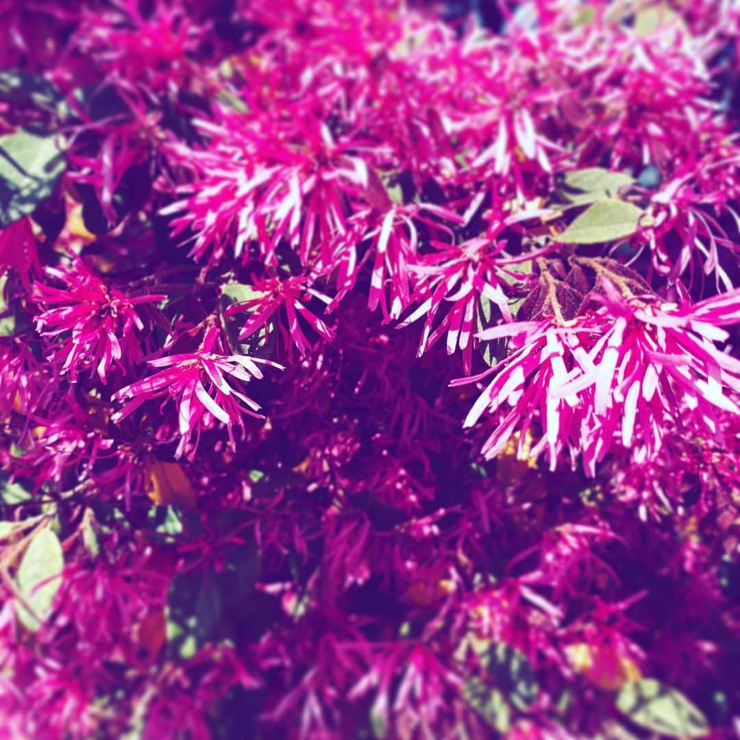 中野敬久さんのインスタグラム写真 - (中野敬久Instagram)「#flower #flowersoflife #leaves #red #blossom #hope #peace」4月5日 9時52分 - hirohisanakano