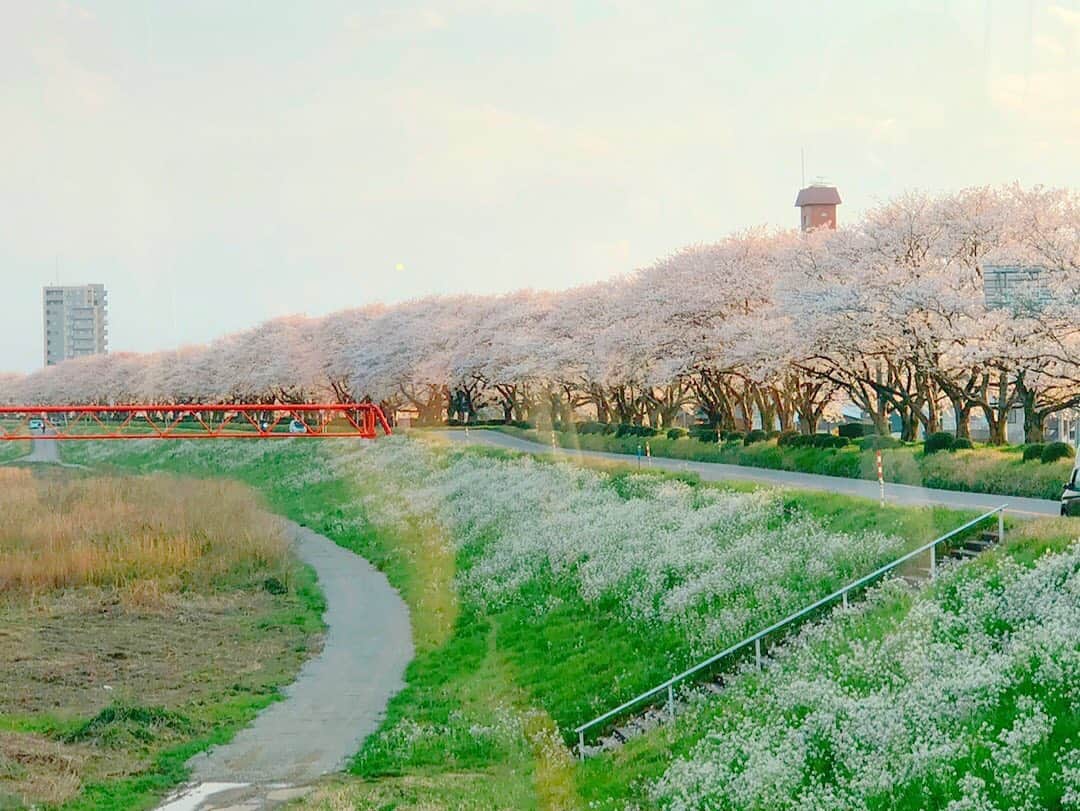 南條早紀のインスタグラム：「富山の車窓から🌸 . 移動中の車内からみた桜と 河川敷の白い花がとてもきれいで思わず📸 . . 暖かくなって、いろんな花が咲いていると お出かけもしたくなりますが ここはぐっと堪えて我慢です。 #steyhome . 桜は来年も咲くし、元気だったら いつでも会いたい人たちに会えるからね😊 いまは、とにかく我慢のとき…。 . . これ以上、感染が広がったら 元の生活に戻れるはずのものも、 戻れなくなってしまう気がして すごく危機感を感じているんだけれど、 みんなが同じ気持ちでいてくれることを ただ願うしかできない😭 . . どうかみなさま、 自分だけじゃなくて周りの人の 命を守る行動を…🙏 そうすることが、まわりまわって 自分たちの未来を守ることに 繋がるのだと思います。 . . 大袈裟だよ、って思われてもいい。 あとから、大袈裟だったね、 なんでもなかったね〜😂って 笑い話になってることを願うばかりだ🕊 . . #桜 #河川敷 #車窓から #白い花 #謎 #自宅待機 #外出自粛 #コロナ対策 #コロナに負けるな #家にいよう #風景 #風景写真 #富山 #富山県 #春 #新型コロナウイルス #終息願う #お願い #来年は #お花見 #楽しみ #🌸 #今年は #自宅お花見 #オススメ #😊」