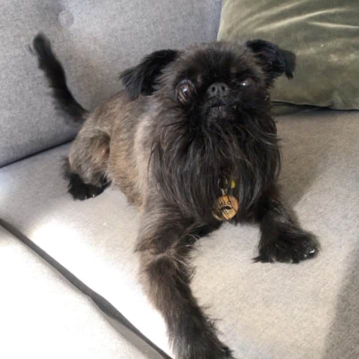 Digby & Aloのインスタグラム：「Guess who just got told what a good boy he is! #goodboy #lockdownlife」