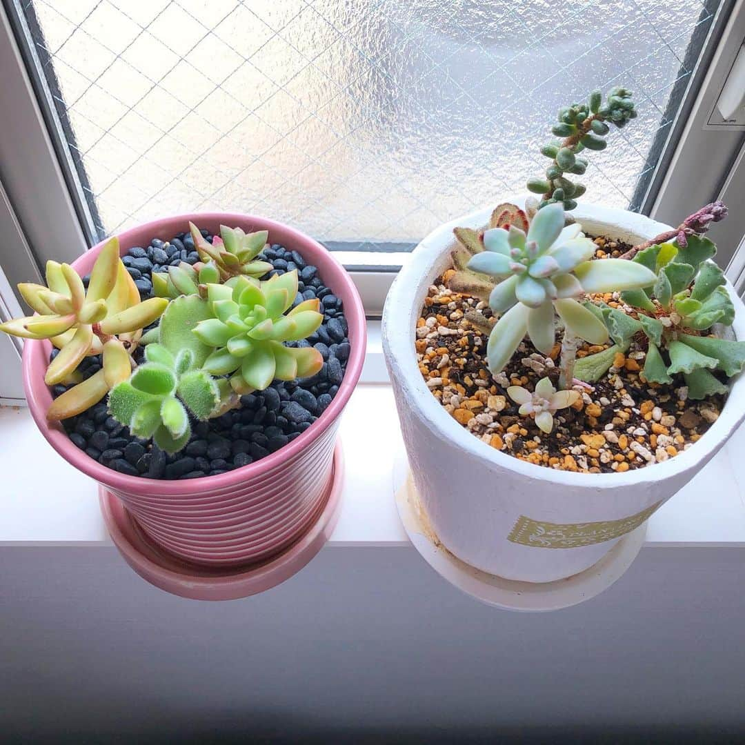 立花このみのインスタグラム：「. 家庭菜園🌱 . 旦那さんが多肉植物が 大好きなので 去年のバレンタインで あげたものを 土と植木鉢を買って 一つにまとめてくれました♡ 可愛さ増した〜☺️🌵 . . 2枚目のあたしが 可愛がってるアボカドは 日に日に大きくなるので 植木鉢も大きめのに！ そろそろお家の中で 育てられないくらいの 大きさになるかなぁ⁇ . . 3枚目は お友達からもらった フクキタル💓 ドライフラワー💐 そして、3年ほど育ててる サボテン⁇の一種。 これも旦那さんが毎日 話しかけてる。笑 . . お家の中に 緑が増えるのは嬉しい🌈 . . . #家庭菜園 #多肉植物 #サボテン #アボカドの種栽培 #アボカド #多肉植物のある暮らし #多肉植物寄せ植え #緑のある暮らし #instagood #instalike #followｍe」