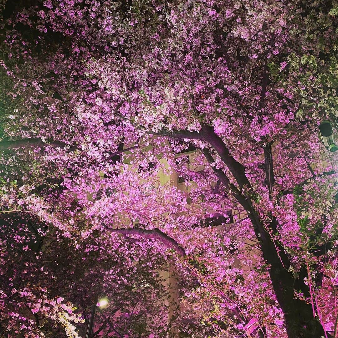Saschaさんのインスタグラム写真 - (SaschaInstagram)「#桜 2020.4.4 #cherryblossom #tokyo #japan #spring #beautifulnature #sascha #サッシャ #春 #東京」4月5日 10時47分 - sascha348