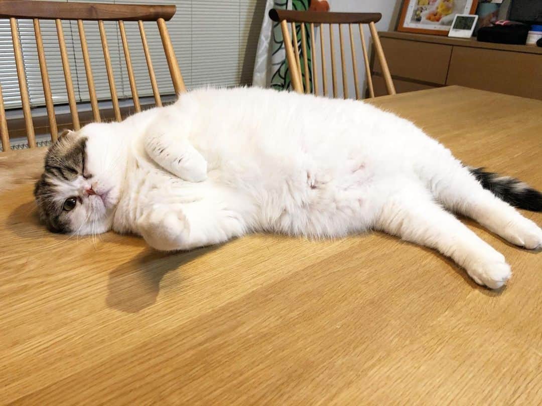 Chiyomame ちよまめのインスタグラム
