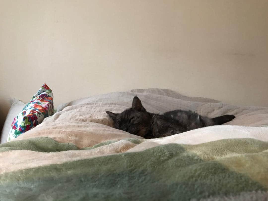 のインスタグラム：「シンフ。 君と私は、 相思相愛だった。 #幸福って名前の愛猫」