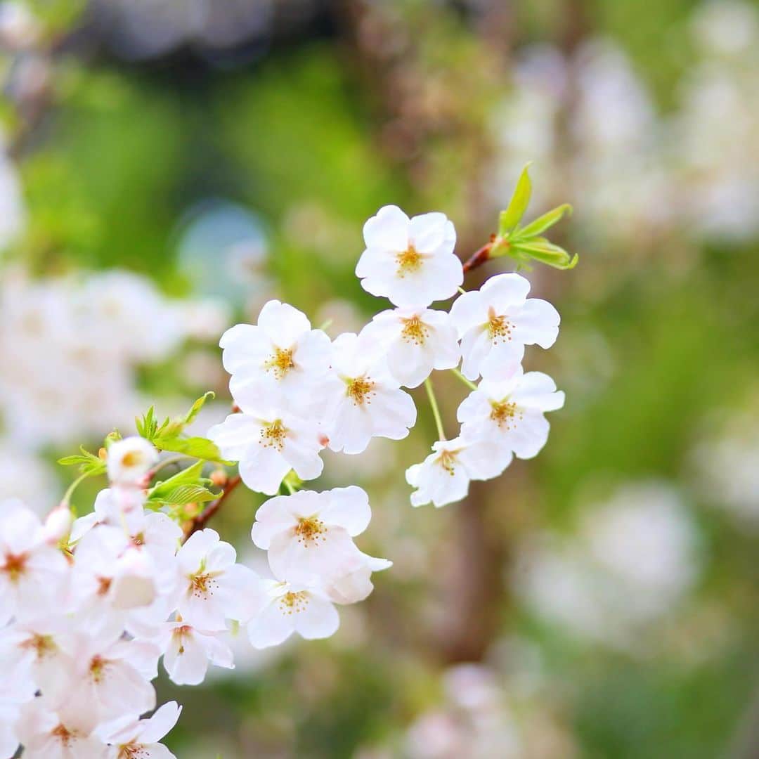 17人をフォロー中 【結婚式場】ラヴィマーナ神戸ウエディングのグルメインスタ