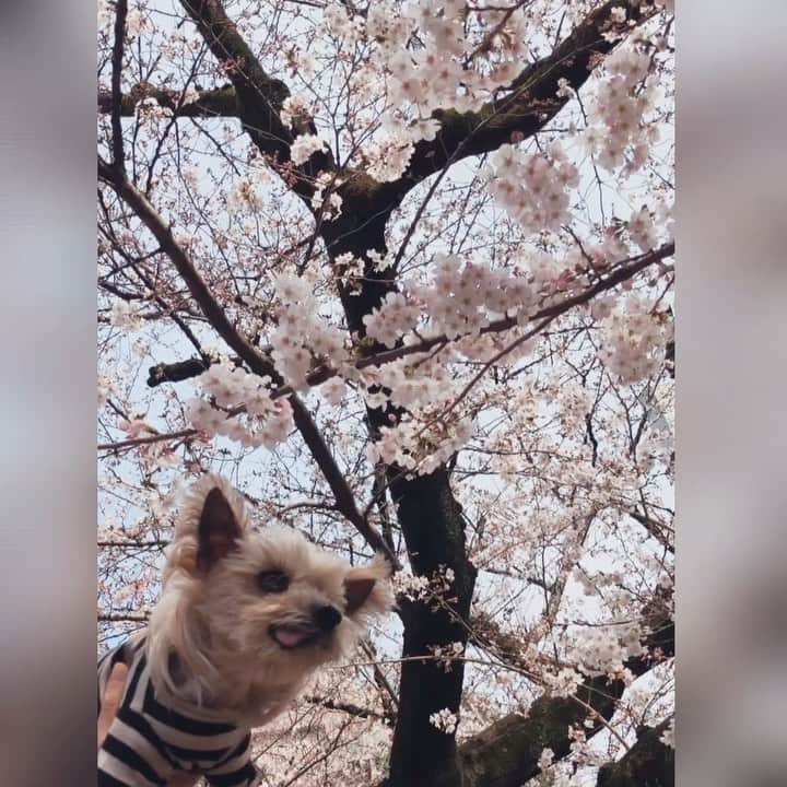 坂本陽子のインスタグラム：「#🌈の橋﻿ 18歳のお誕生日の後に撮影した動画を投稿させて貰いました。﻿ ﻿ トトの🌈からのギフトだと思って見ていただけたら、嬉しいです。﻿ ﻿ トトの腎不全がわかってから、﻿最初は、記録用として再開したインスタでした。﻿ でも、﻿ こんなにも、沢山の皆様に温かい応援やコメント、メッセージを送っていただき、私もトトも、山盛りの勇気と元気をいただきました❣️﻿ 本当に言葉に出来ない程、感謝しています🙇‍♀️🙇‍♀️🙇‍♀️﻿ 今も、前回いただいたコメントを﻿読み返しては、励まされてます❣️﻿ ﻿ 今頃、トトは、天国で、﻿ 「やっぱ、俺って人気あるじゃん！」﻿ とニヤついて、調子こいてると思います😊﻿ ﻿  18歳という寿命をまっとうし、﻿カッコ良く生き抜いた最高の相棒トト。﻿ ﻿ 今は、とっても悲しいけど、それよりも、出会えた事、一緒に人生を過ごせた事に感謝❣️﻿ この寂しさは、きっと「時間薬」が癒やしてくれるはずです。﻿ ﻿ トト﻿ これからは、天国からハンパないパワーで、私を見守ってネ〜。﻿ ﻿ シニアや闘病中のワンコちゃん、ママさん、希望を持って諦めずに﻿頑張って下さいネ👍﻿ 応援してます📣📣﻿ ﻿ そして、﻿ これからも宜しくお願いします。﻿ ﻿ #トト#老犬#シニア犬#🌈組#秘密結社老犬倶楽部天国支部#ヨーキー#ヨークシャテリア# 18歳犬#スーパーシニア犬#天使#腎臓病犬#皮下点滴#お空組#虹組﻿」