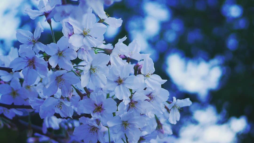 たつをさんのインスタグラム写真 - (たつをInstagram)「#桜 がものすごく咲いてます。 YouTubeの編集作業の気分転換で、散歩に来ましたが… 毎年、桜が咲いたらお花見の人で溢れる。桜目線で言えば、お披露目会なのに。 今年はどちらかというとそっと咲いてる。 まぁずっとこうして春になれば桜が咲いてくれる。これが新生活のスタートの合図のような感覚ですもんね。来年はお花見したいですよね。 … ところで、この場所、どこか分かりますか？」4月5日 12時37分 - tatsuwo31