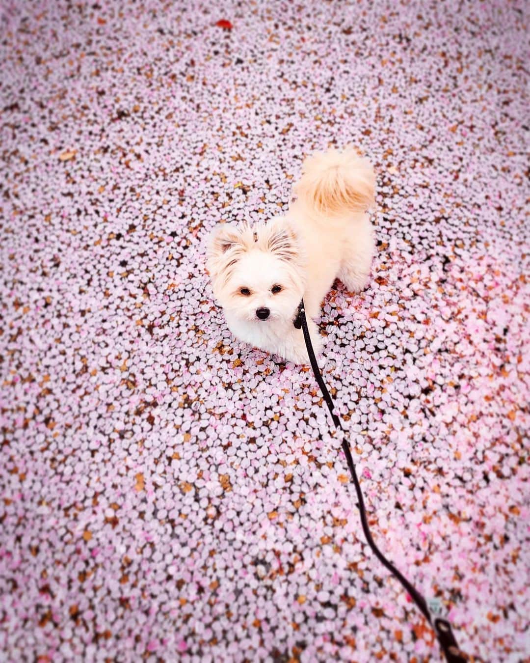 のインスタグラム：「４月５日(^.^)日曜日 ✴︎ 🌸花曇り🌸 ✴︎ ようやく桜もハラハラ。 ✴︎ 今年は、桜のお花がずいぶんもったね😊✨ ✴︎ いつもの散歩道🌱 ✴︎ お友達ママに、 ✴︎ 素敵な花びらスポットを ✴︎ 教えてもらったョ💓 ✴︎ ボクも桜色だョ🌸 ✴︎ #sakura #hanabira #japansakura  #花びらだらけ #桜犬 #散歩道 #dogslover  #桜と犬」